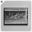 アートパネル-Turkeys in Pen, Poultry Cooperative, Brownwood, Texas
 - ラッセル リー Canvas.