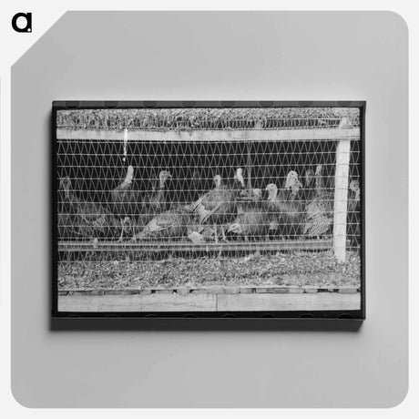 アートパネル-Turkeys in Pen, Poultry Cooperative, Brownwood, Texas
 - ラッセル リー Canvas.