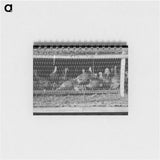 アートメモ帳-Turkeys in Pen, Poultry Cooperative, Brownwood, Texas
 - ラッセル リー Memo.