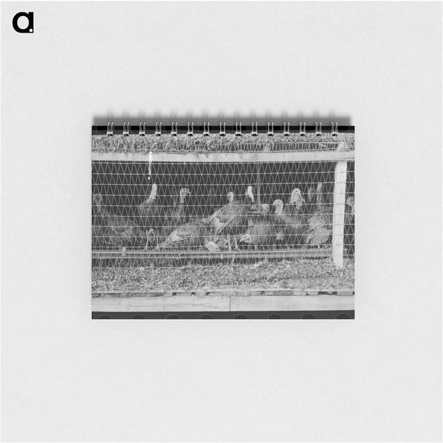 アートメモ帳-Turkeys in Pen, Poultry Cooperative, Brownwood, Texas
 - ラッセル リー Memo.
