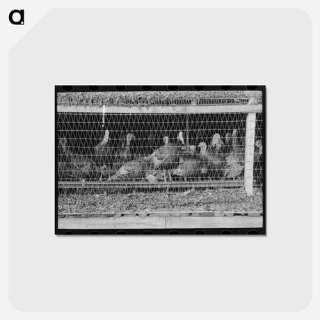 アートポストカード-Turkeys in Pen, Poultry Cooperative, Brownwood, Texas
 - ラッセル リー Postcard.