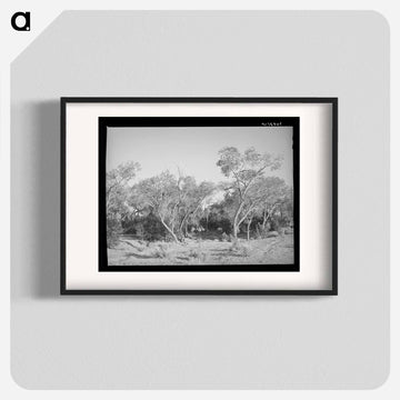 Cottonwood, Quemado, New Mexico
 - ラッセル リー Poster.