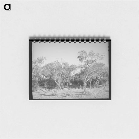 アートメモ帳-Cottonwood, Quemado, New Mexico
 - ラッセル リー Memo.