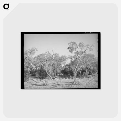 アートポストカード-Cottonwood, Quemado, New Mexico
 - ラッセル リー Postcard.