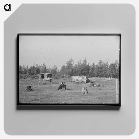 アートパネル-Cows Grazing Near Mizpah, Minnesota
 - ラッセル リー Canvas.