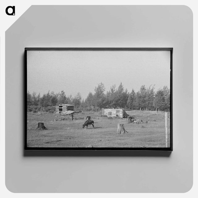 アートパネル-Cows Grazing Near Mizpah, Minnesota
 - ラッセル リー Canvas.