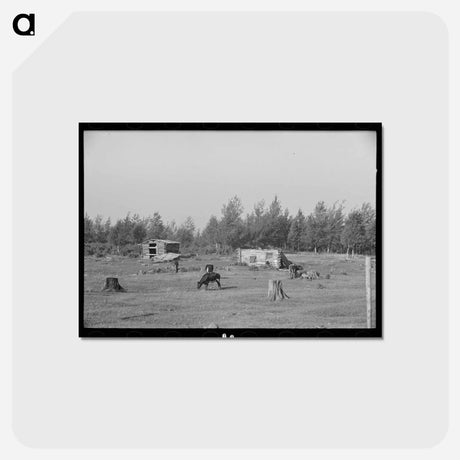 アートポストカード-Cows Grazing Near Mizpah, Minnesota
 - ラッセル リー Postcard.