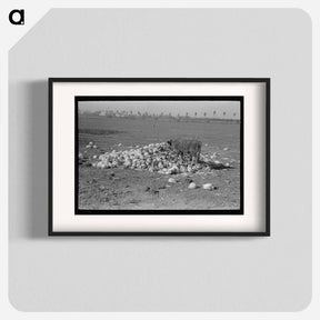 アートポスター-Cow Eating Cabbage Near Weslaco
 - ラッセル リー Poster.