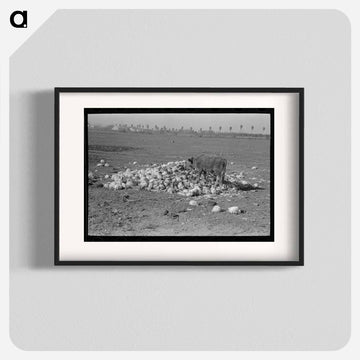 Cow Eating Cabbage Near Weslaco
 - ラッセル リー Poster.