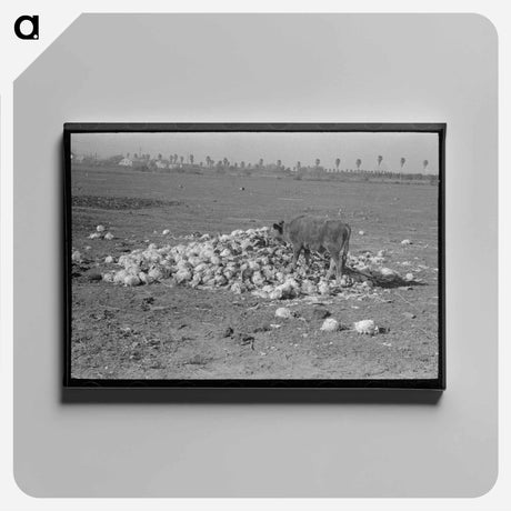 アートパネル-Cow Eating Cabbage Near Weslaco
 - ラッセル リー Canvas.
