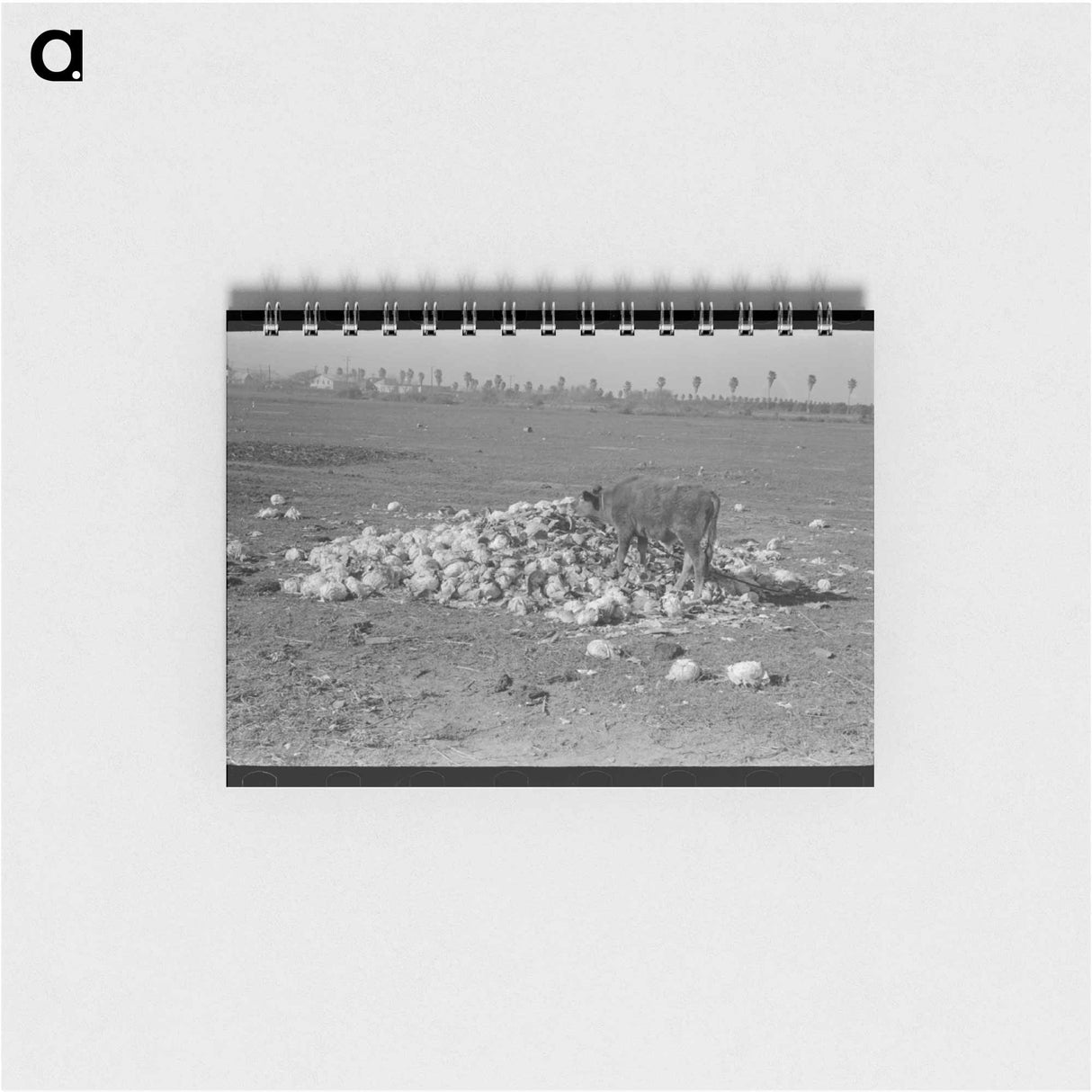 アートメモ帳-Cow Eating Cabbage Near Weslaco
 - ラッセル リー Memo.