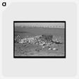 アートポストカード-Cow Eating Cabbage Near Weslaco
 - ラッセル リー Postcard.