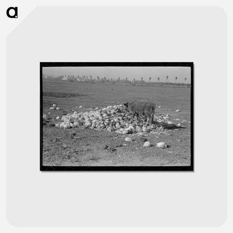 アートポストカード-Cow Eating Cabbage Near Weslaco
 - ラッセル リー Postcard.
