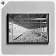 アートパネル-Sweet Potatoes in Storage Bin
 - ラッセル リー Canvas.