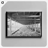 アートパネル-Sweet Potatoes in Storage Bin
 - ラッセル リー Canvas.