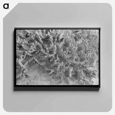 アートパネル-Prickly Pears in Sheridan County
 - ラッセル リー Canvas.