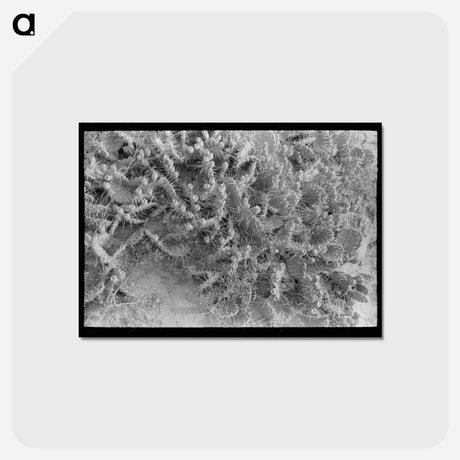 アートポストカード-Prickly Pears in Sheridan County
 - ラッセル リー Postcard.