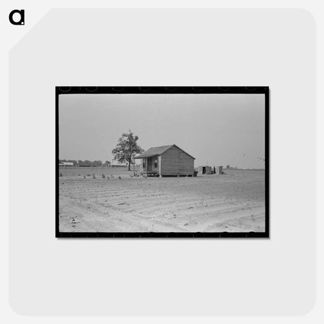 アートポストカード-Sharecropper's Cabin and Hail-Ruined Cotton Field
 - ラッセル リー Postcard.