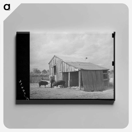 アートパネル-M. LaBlanc Feeding Hogs, Morganza, Louisiana
 - ラッセル リー Canvas.