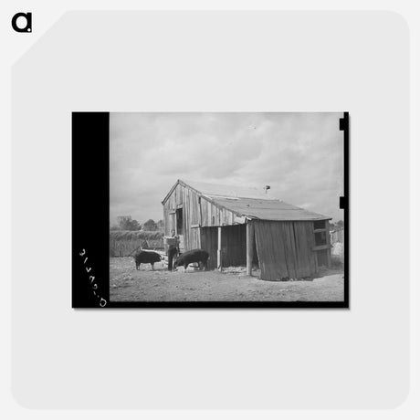 アートポストカード-M. LaBlanc Feeding Hogs, Morganza, Louisiana
 - ラッセル リー Postcard.