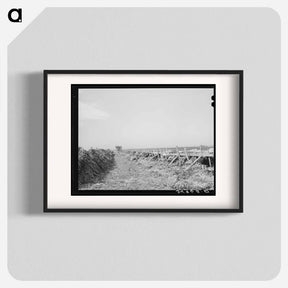 アートポスター-Feeding Cows at Large Dairy, Tom Green County, Texas
 - ラッセル リー Poster.