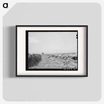 Feeding Cows at Large Dairy, Tom Green County, Texas
 - ラッセル リー Poster.