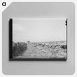 アートパネル-Feeding Cows at Large Dairy, Tom Green County, Texas
 - ラッセル リー Canvas.