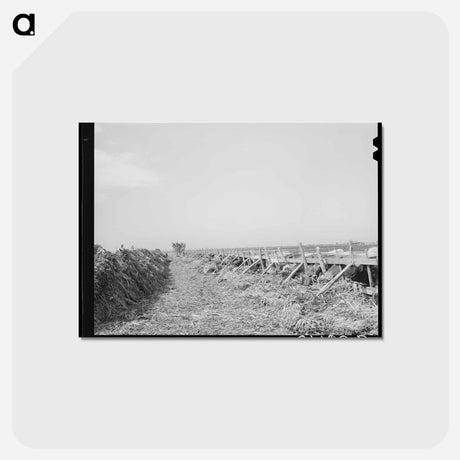 アートポストカード-Feeding Cows at Large Dairy, Tom Green County, Texas
 - ラッセル リー Postcard.