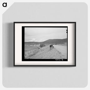 アートポスター-Cows and Irrigation Ditch, Penasco, New Mexico
 - ラッセル リー Poster.