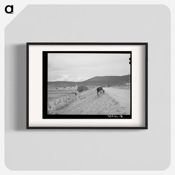 Cows and Irrigation Ditch, Penasco, New Mexico
 - ラッセル リー Poster.