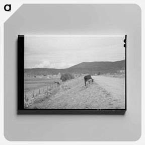 アートパネル-Cows and Irrigation Ditch, Penasco, New Mexico
 - ラッセル リー Canvas.
