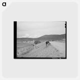 アートポストカード-Cows and Irrigation Ditch, Penasco, New Mexico
 - ラッセル リー Postcard.