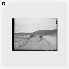 アートポストカード-Cows and Irrigation Ditch, Penasco, New Mexico
 - ラッセル リー Postcard.