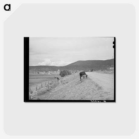 アートポストカード-Cows and Irrigation Ditch, Penasco, New Mexico
 - ラッセル リー Postcard.