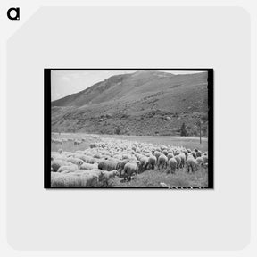 アートポストカード-Driving Fat Lambs to Cimarron, Colorado
 - ラッセル リー Postcard.