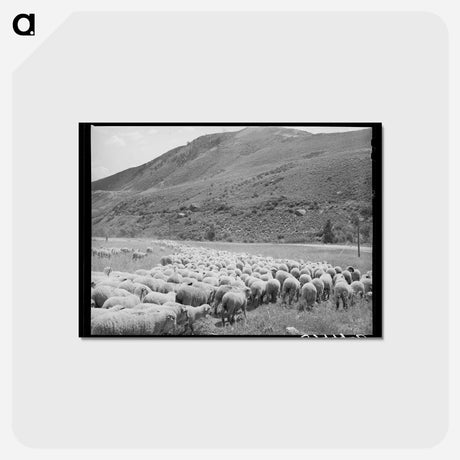 アートポストカード-Driving Fat Lambs to Cimarron, Colorado
 - ラッセル リー Postcard.