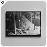 アートパネル-Cotton Seed Hulls, Waco, Texas
 - ラッセル リー Canvas.