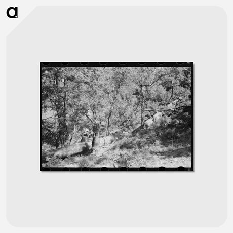 アートポストカード-Sawing Felled Tree, Pie Town, New Mexico
 - ラッセル リー Postcard.