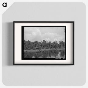 アートポスター-Moss-Covered Trees, Port of Houston
 - ラッセル リー Poster.