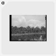 アートポストカード-Moss-Covered Trees, Port of Houston
 - ラッセル リー Postcard.