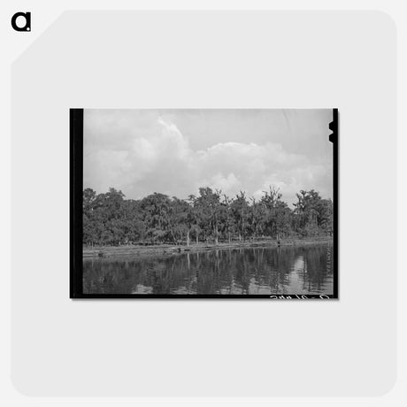 アートポストカード-Moss-Covered Trees, Port of Houston
 - ラッセル リー Postcard.