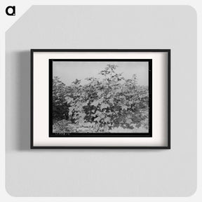 アートポスター-Cotton in the Fields, Southeast Missouri Farms
 - ラッセル リー Poster.