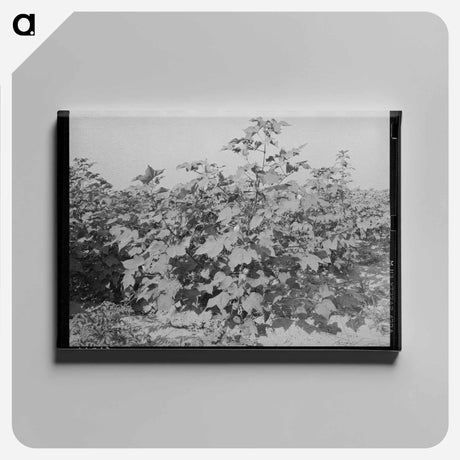 アートパネル-Cotton in the Fields, Southeast Missouri Farms
 - ラッセル リー Canvas.