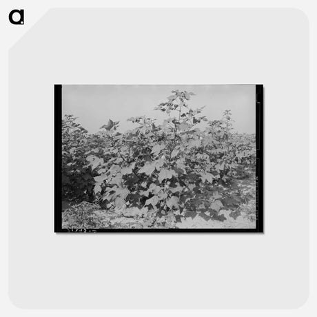 アートポストカード-Cotton in the Fields, Southeast Missouri Farms
 - ラッセル リー Postcard.