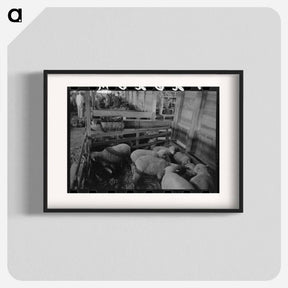アートポスター-Interior of Sheep Show Barn, San Angelo Fat Stock Show
 - ラッセル リー Poster.