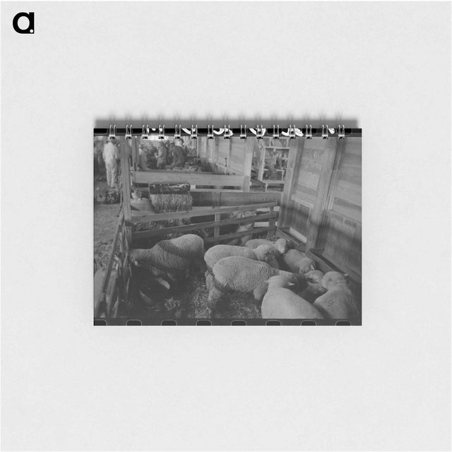 アートメモ帳-Interior of Sheep Show Barn, San Angelo Fat Stock Show
 - ラッセル リー Memo.