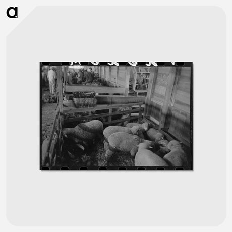アートポストカード-Interior of Sheep Show Barn, San Angelo Fat Stock Show
 - ラッセル リー Postcard.