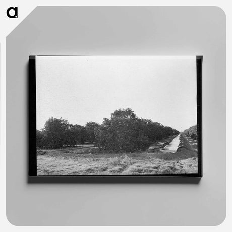 アートパネル-Irrigating Citrus Orchard near San Juan, Texas
 - ラッセル リー Canvas.