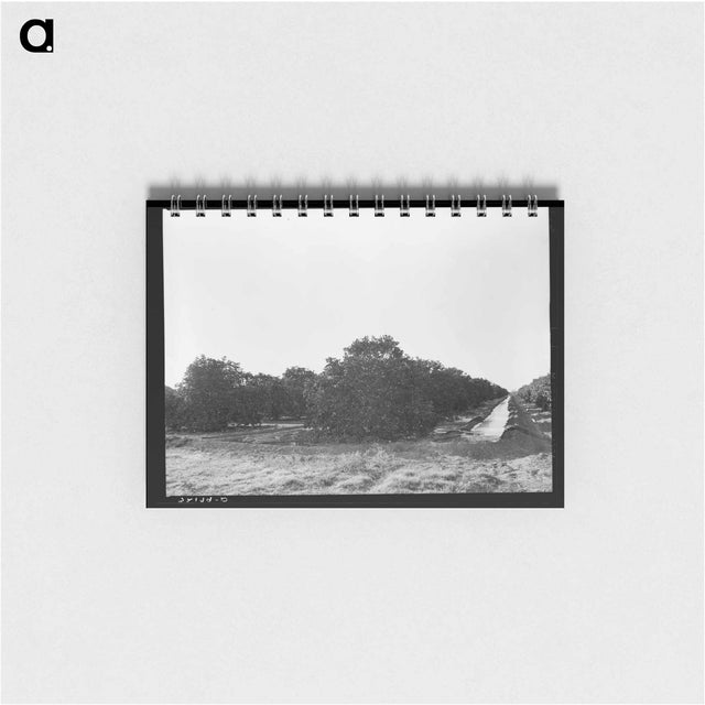 アートメモ帳-Irrigating Citrus Orchard near San Juan, Texas
 - ラッセル リー Memo.
