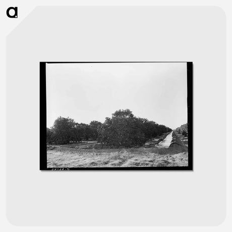 アートポストカード-Irrigating Citrus Orchard near San Juan, Texas
 - ラッセル リー Postcard.